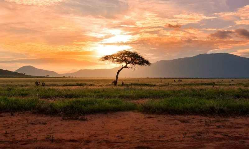 Gum acacia tree, natural ingredients sourcing