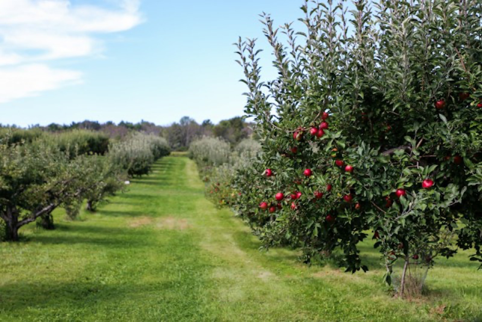 Orchard fruit, natural food ingredients