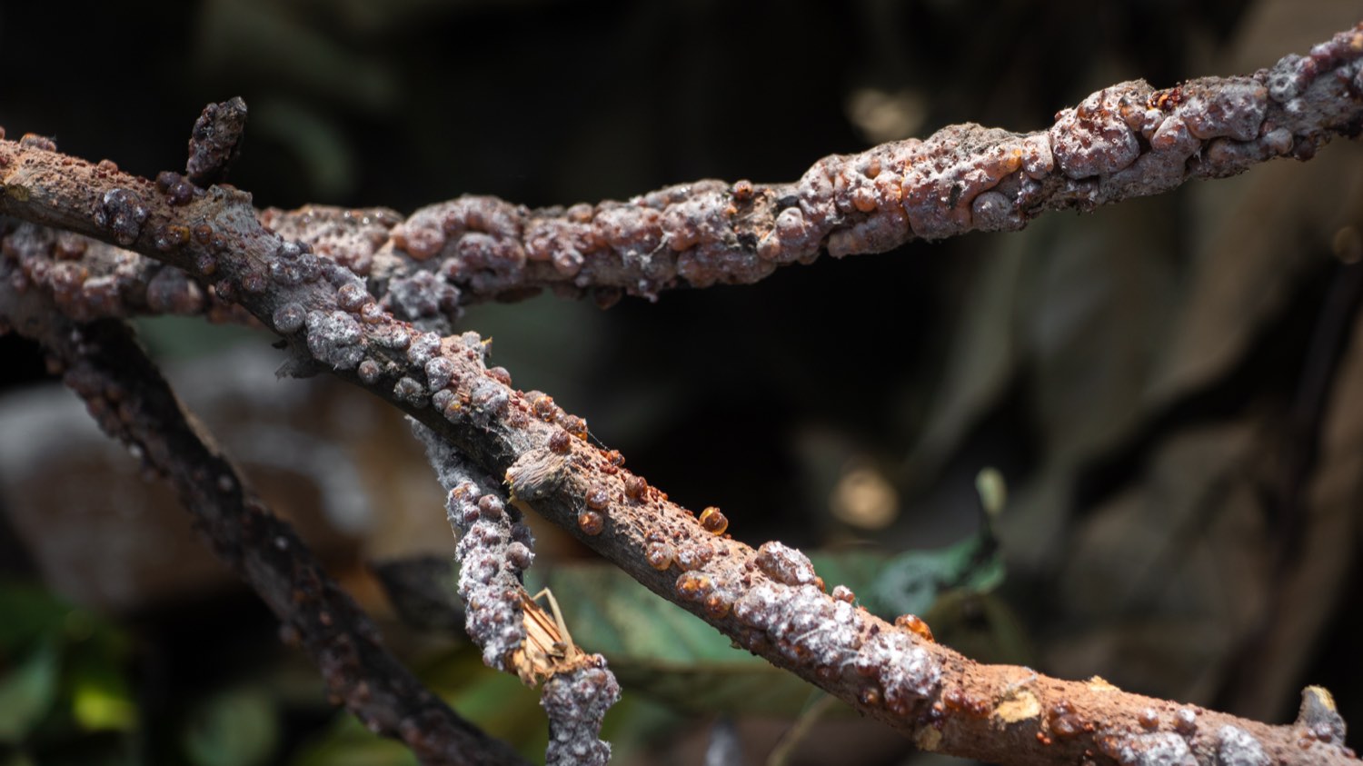 Lac resin encrusting a host-tree branch, the raw source of shellac