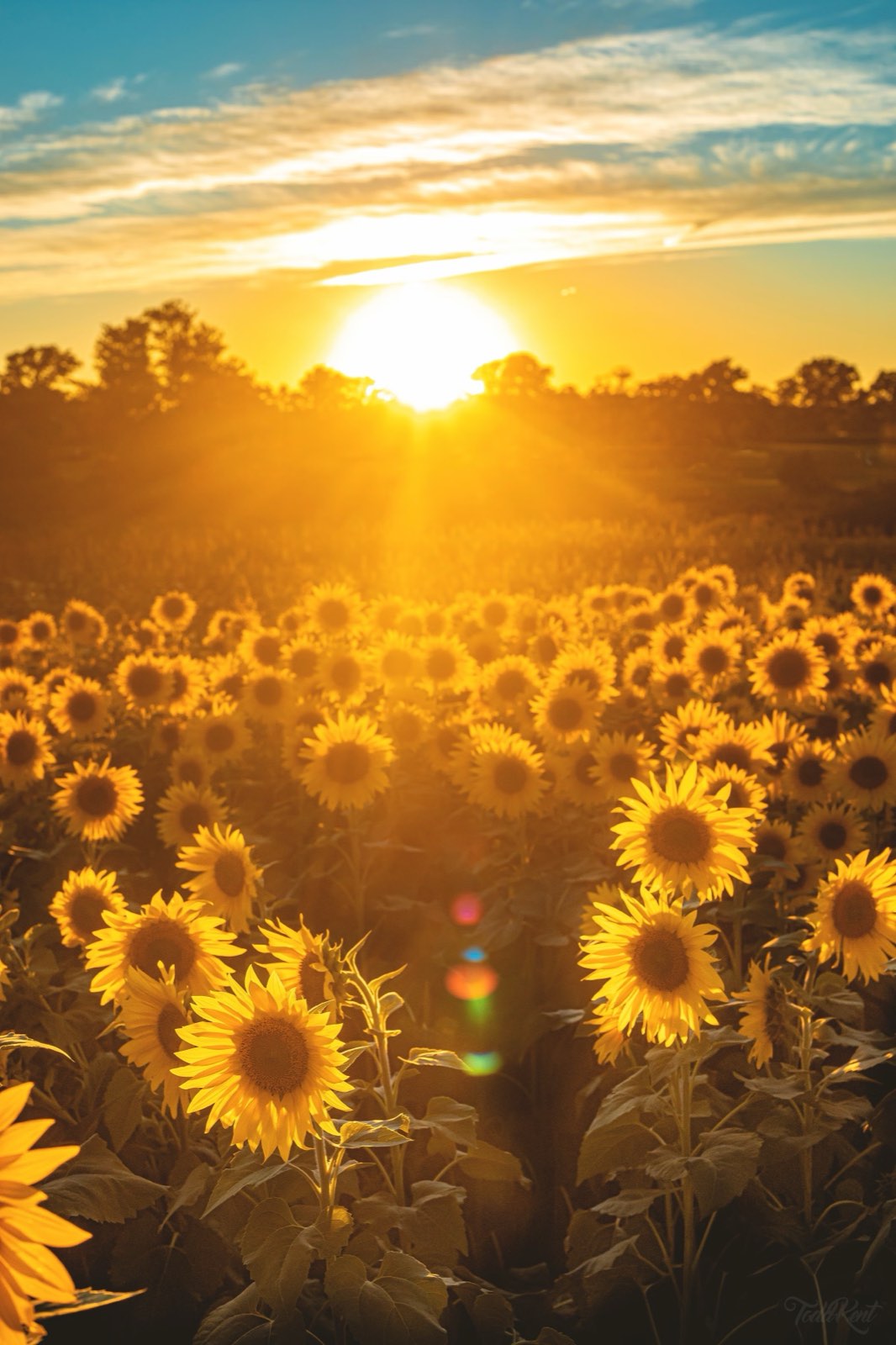 Sunflower field at golden hour