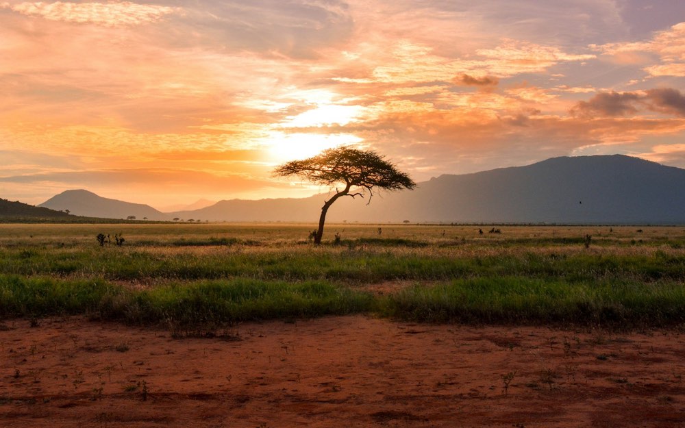 Acacia trees